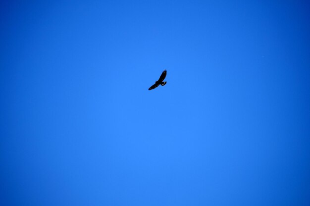 Low angle view of bird flying