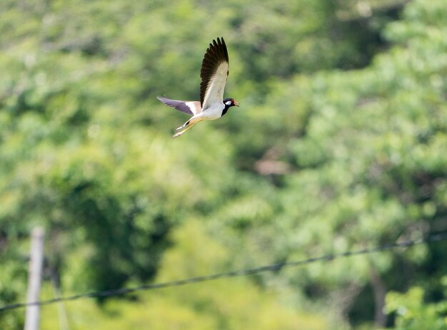 鳥の飛行の低角度の視点