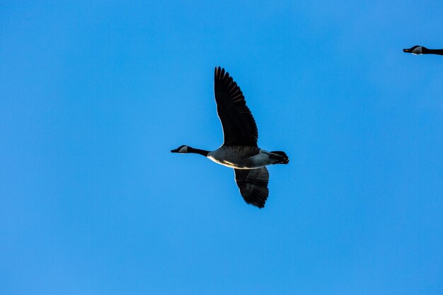 Low angle view of bird flying