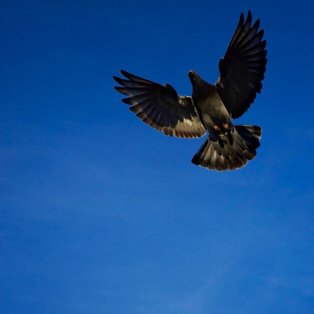 Low angle view of bird flying