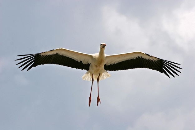 Photo low angle view of bird flying