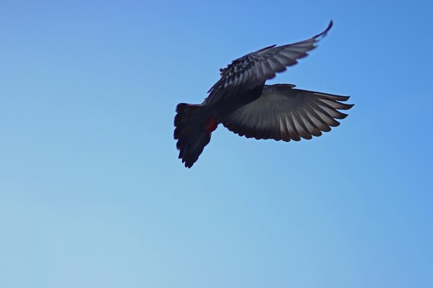 Low angle view of bird flying