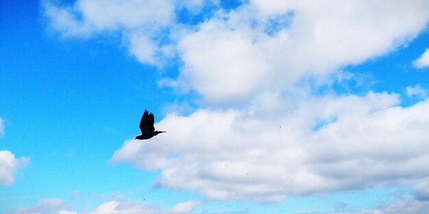 Low angle view of bird flying