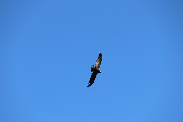 Low angle view of bird flying