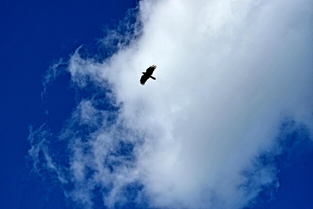 Low angle view of a bird flying