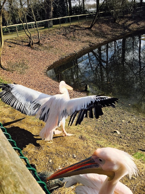 Photo low angle view of bird flying