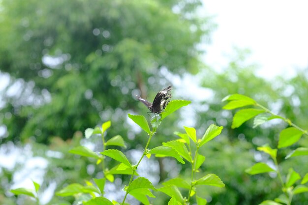 Low angle view of a bird flying