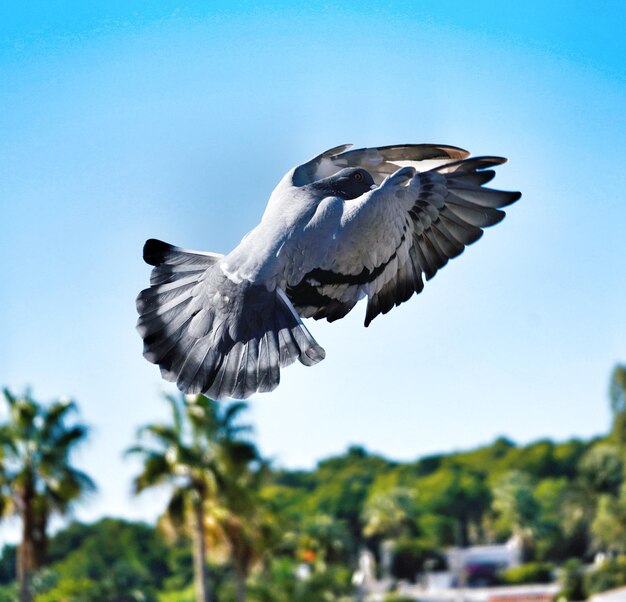 Low angle view of bird flying