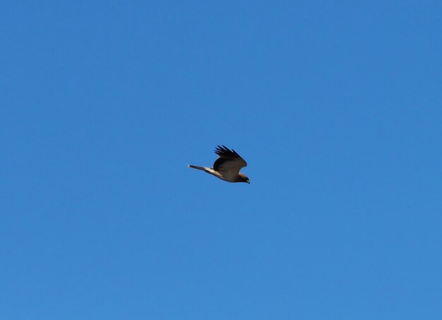 Low angle view of bird flying