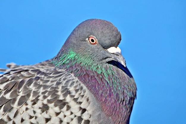 Foto vista ad angolo basso di un uccello che guarda lontano contro un cielo blu limpido