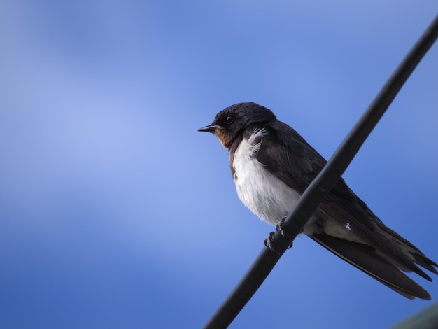 澄んだ青い空に背を向けた鳥の低角度の眺め
