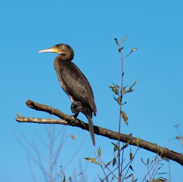 Low angle view of bird perched on blue wall