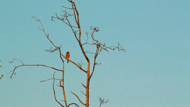 枝に座っている鳥の低角度の景色