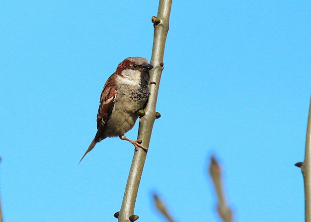 Low angle view of bird perching against clear blue sky