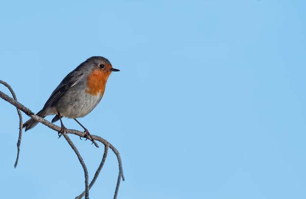 Low angle view of bird perching against clear blue sky