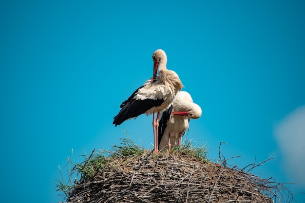 Low angle view of bird perching against clear blue sky