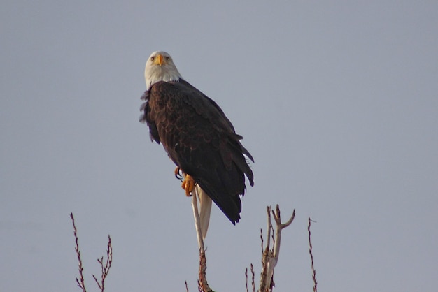 Photo low angle view of bird perching against clear sky