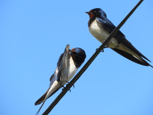 Low angle view of bird perching against clear sky