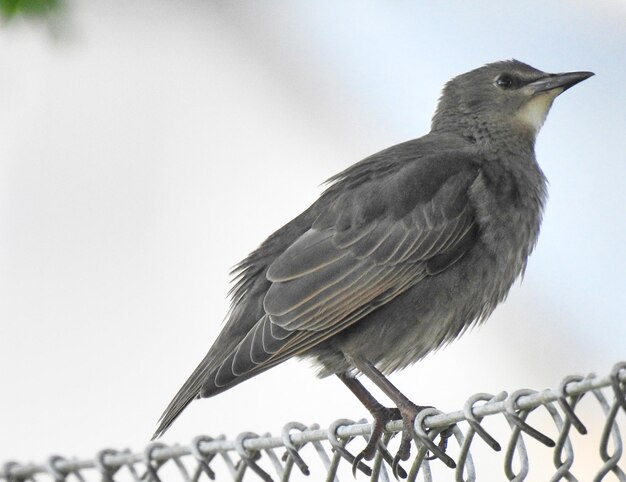 Low angle view of bird perching against clear sky