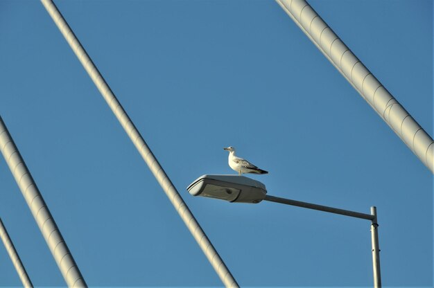 Low angle view of bird perching against clear sky