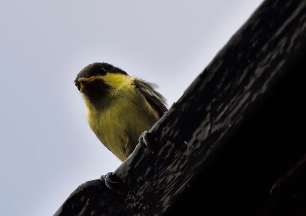 Low angle view of bird perching against sky