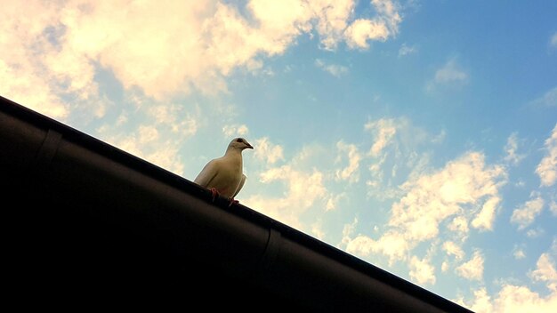 Low angle view of bird perching against sky