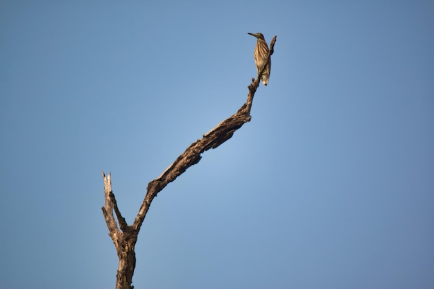 Low angle view of bird perching on bare tree against clear blue sky