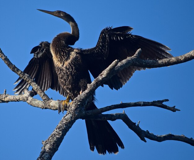 Photo low angle view of bird perching on bare tree against clear blue sky