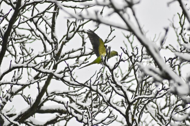 Low angle view of bird perching on bare tree