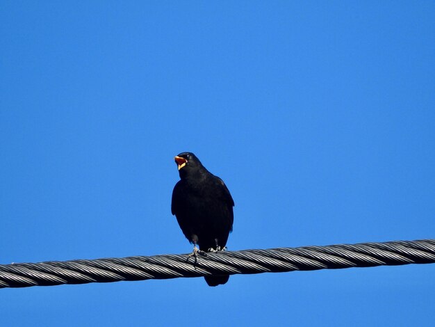 Low angle view of bird perching on the blue sky