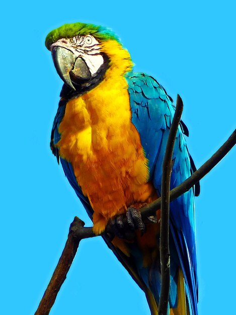 Low angle view of a bird perching on blue sky