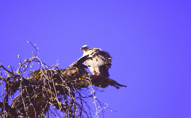 Low angle view of bird perching on branch against blue sky