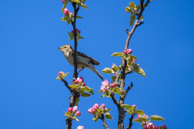 Low angle view of bird perching on branch against blue sky