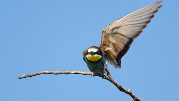 Low angle view of bird perching on branch against blue sky