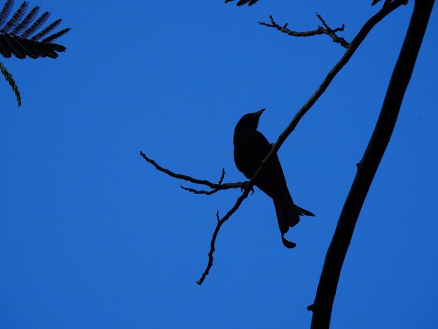 Low angle view of bird perching on branch against blue sky