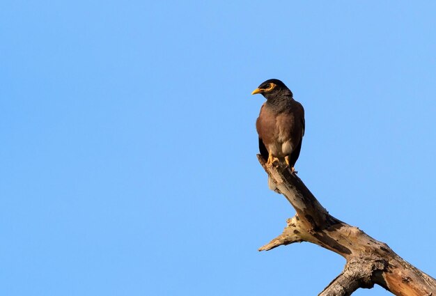 Low angle view of bird perching on branch against clear blue sky