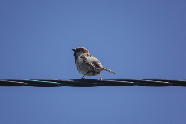 Low angle view of bird perching on branch against clear blue sky