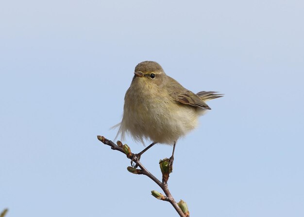 晴れた空の前で枝に座っている鳥の低角度の景色