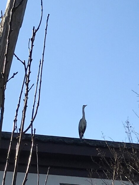 Low angle view of bird perching on branch against sky