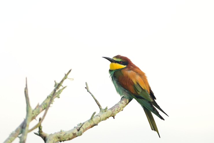 Photo low angle view of bird perching on branch against sky