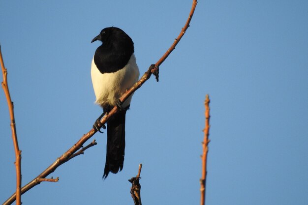 Low angle view of bird perching on branch against sky