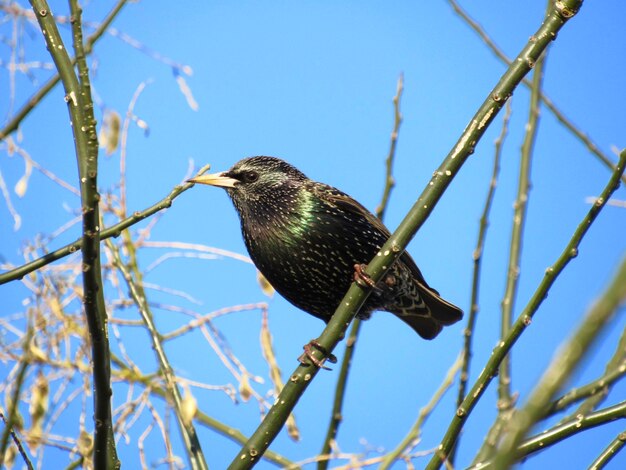 Low angle view of bird perching on branch against sky