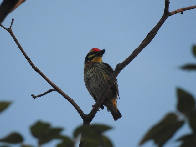 Photo low angle view of bird perching on branch against sky