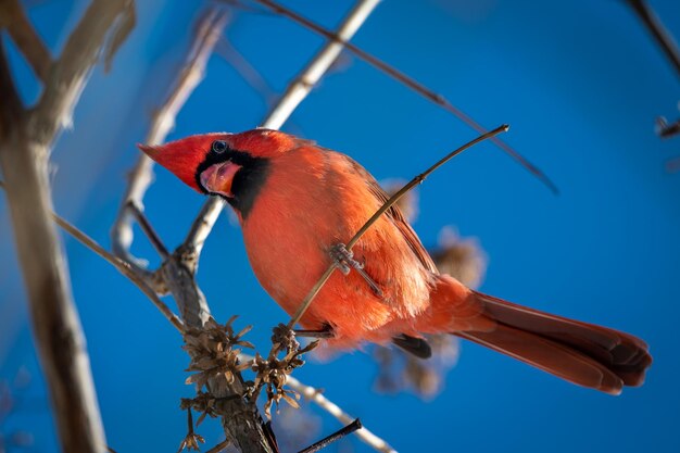 Low angle view of bird perching on branch against sky