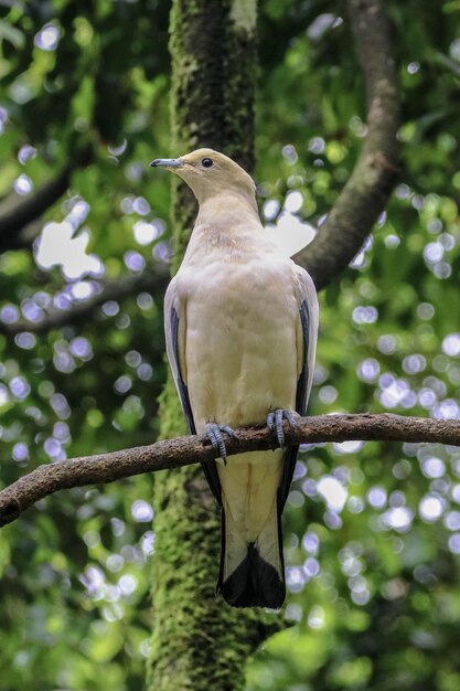 Low angle view of bird perching on branch