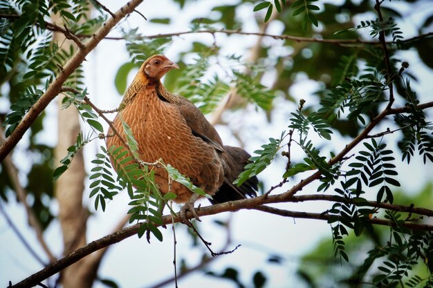 Photo low angle view of bird perching on branch