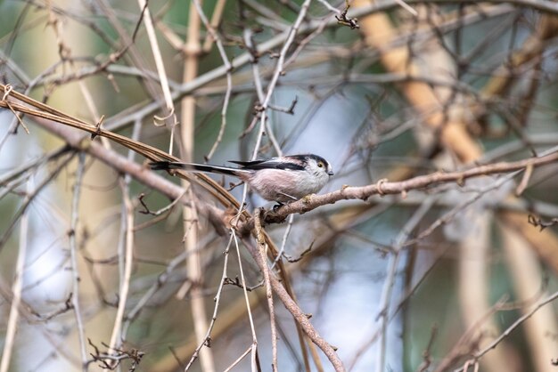 Low angle view of bird perching on branch