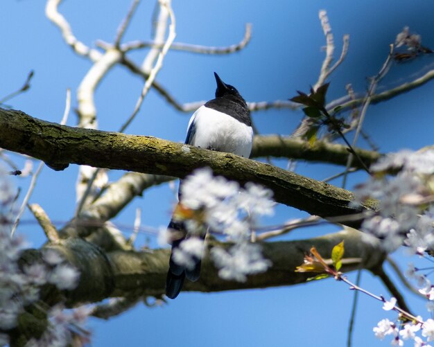 Low angle view of bird perching on branch