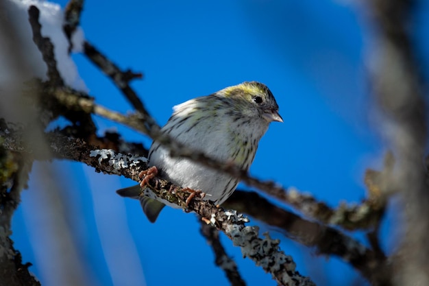 枝に座っている鳥の低角度の眺め