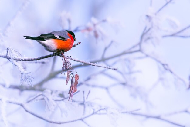 Photo low angle view of bird perching on branch